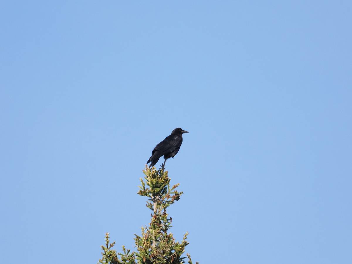 American Crow - ML618881603