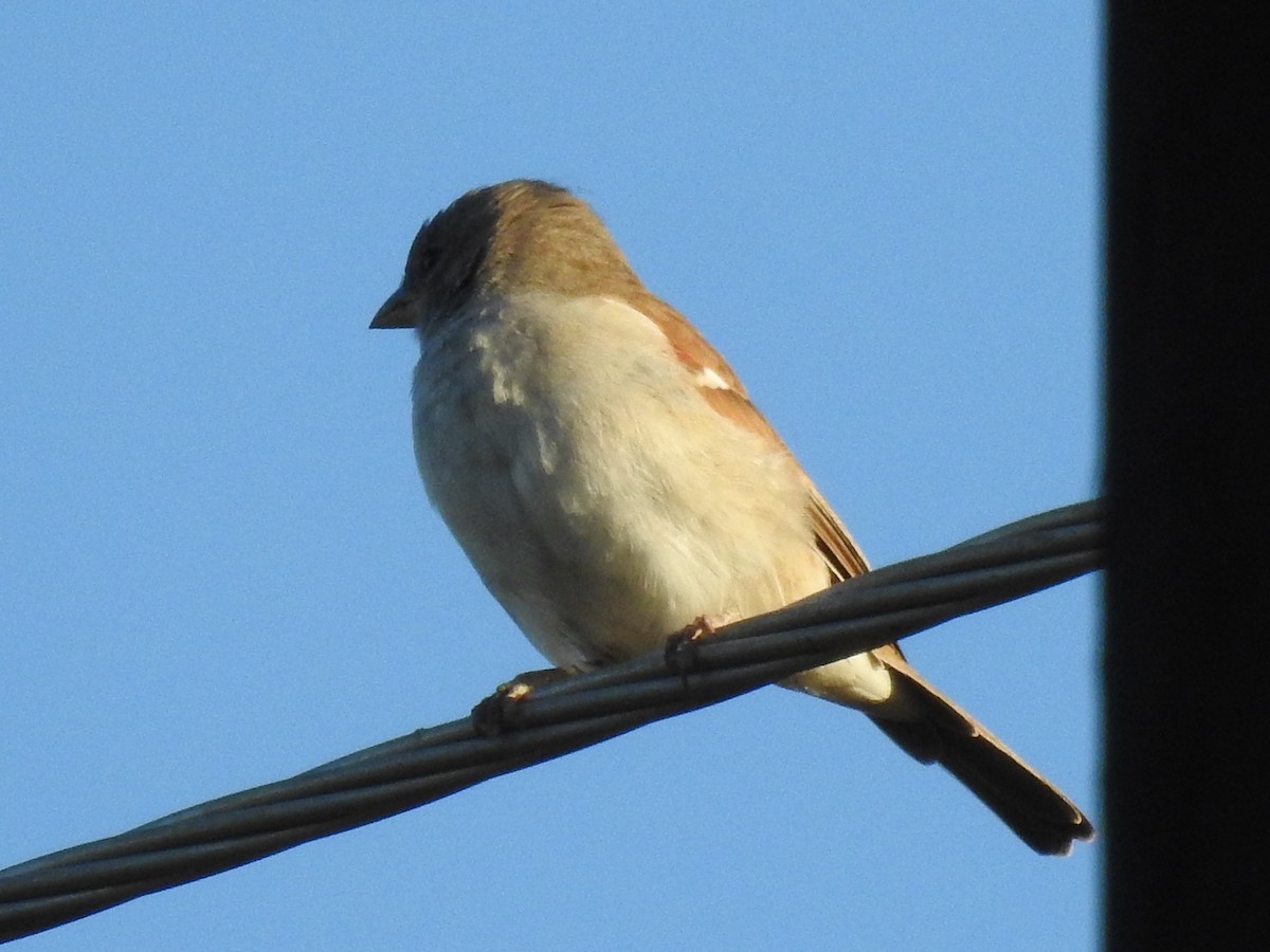 Southern Gray-headed Sparrow - ML618881638