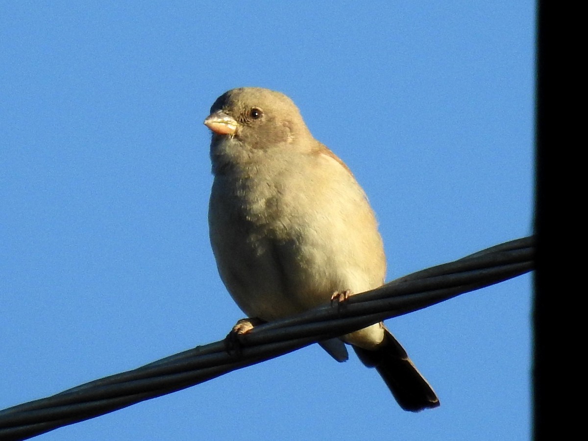 Southern Gray-headed Sparrow - ML618881639