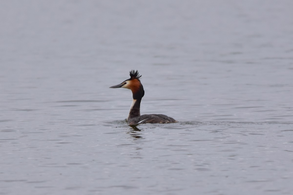 Great Crested Grebe - ML618881757