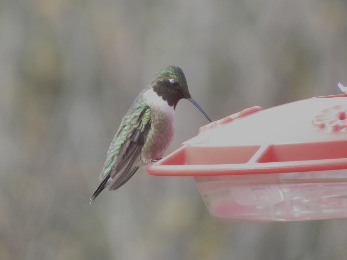 Ruby-throated Hummingbird - ML618881804