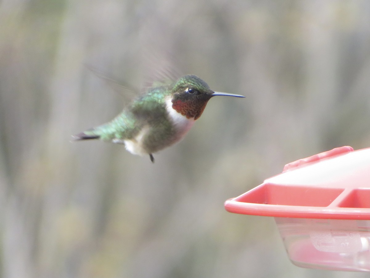 Ruby-throated Hummingbird - Marguerite Winsor