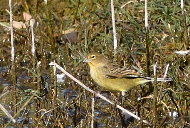 Grassland Yellow-Finch - ML618881872