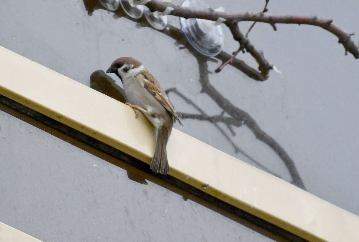 Eurasian Tree Sparrow - Oksana Suvorova