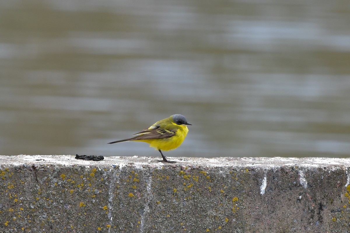 Western Yellow Wagtail - Vitaly Muravev