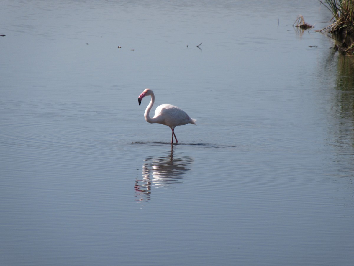 Greater Flamingo - Ashlyn Campbell
