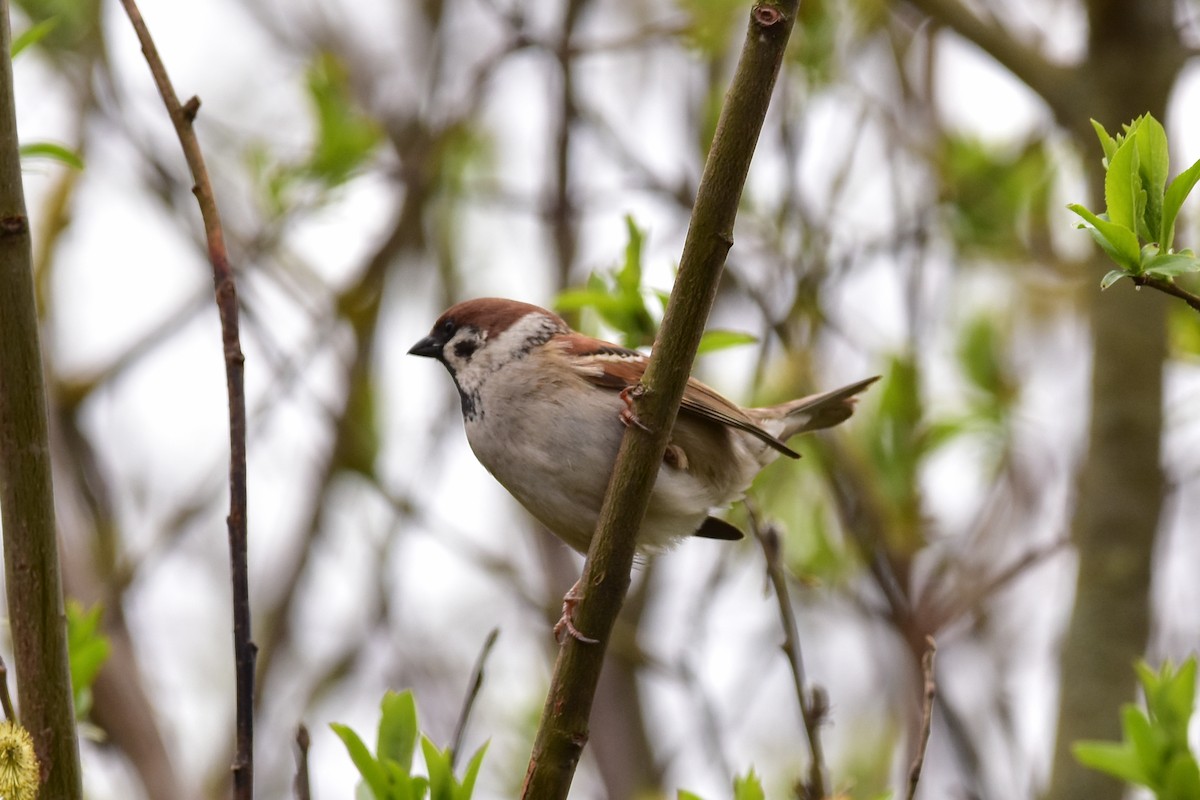 Eurasian Tree Sparrow - Vitaly Muravev