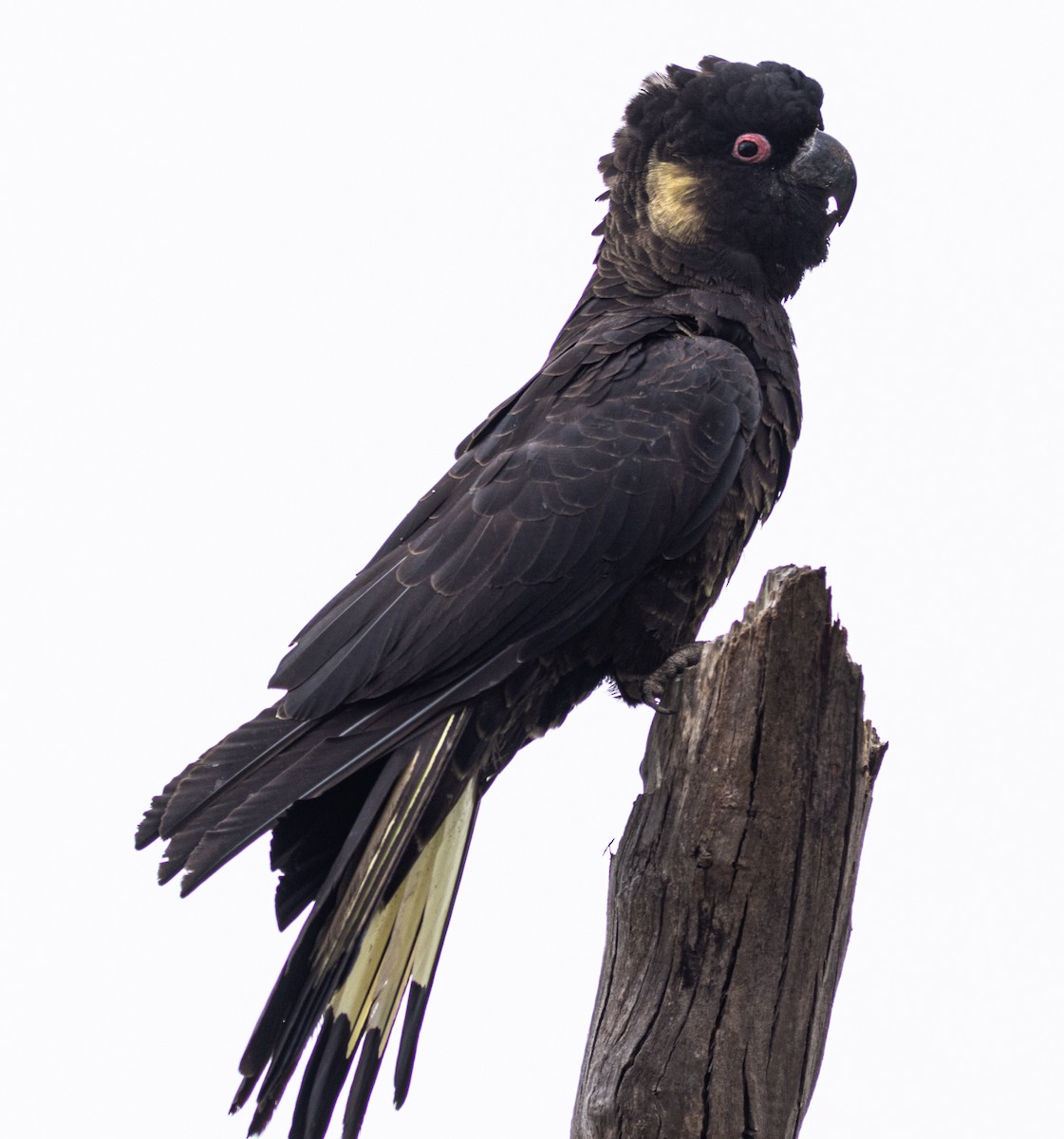 Yellow-tailed Black-Cockatoo - Pedro Nicolau