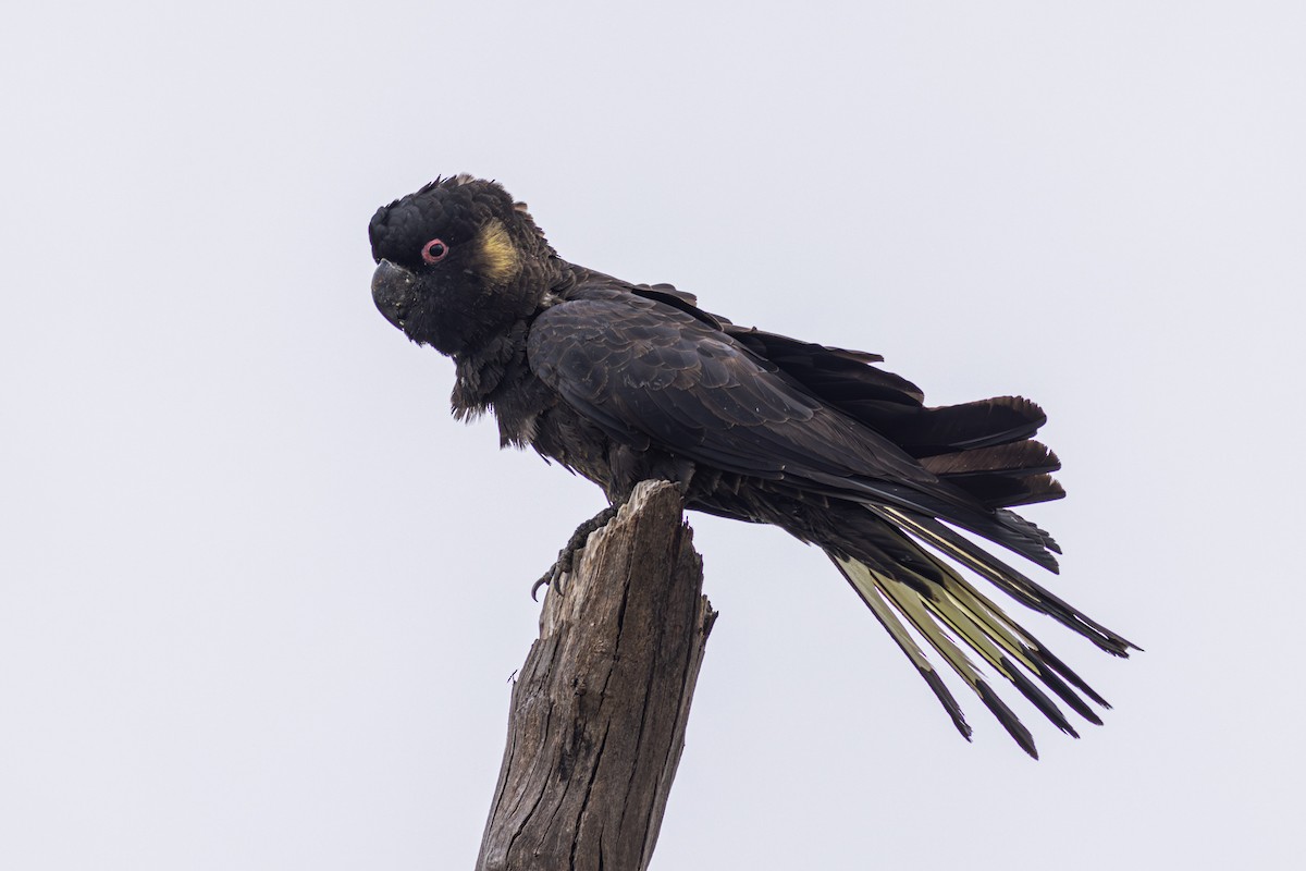 Yellow-tailed Black-Cockatoo - ML618882050