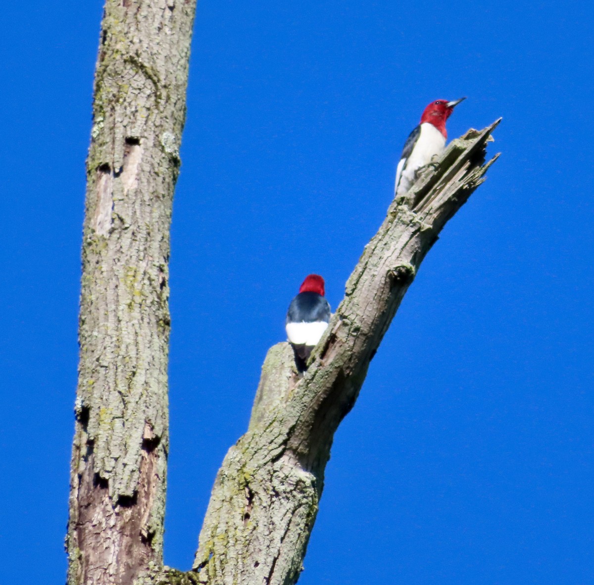 Red-headed Woodpecker - Stacey Valentine