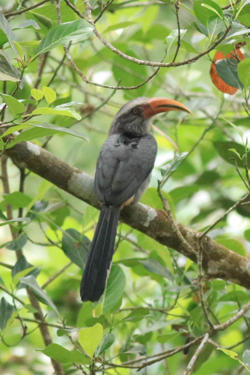 Malabar Gray Hornbill - Afsar Nayakkan