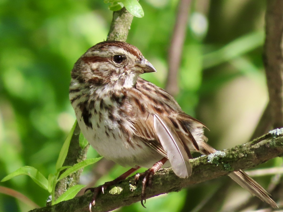 Song Sparrow - Stacey Valentine