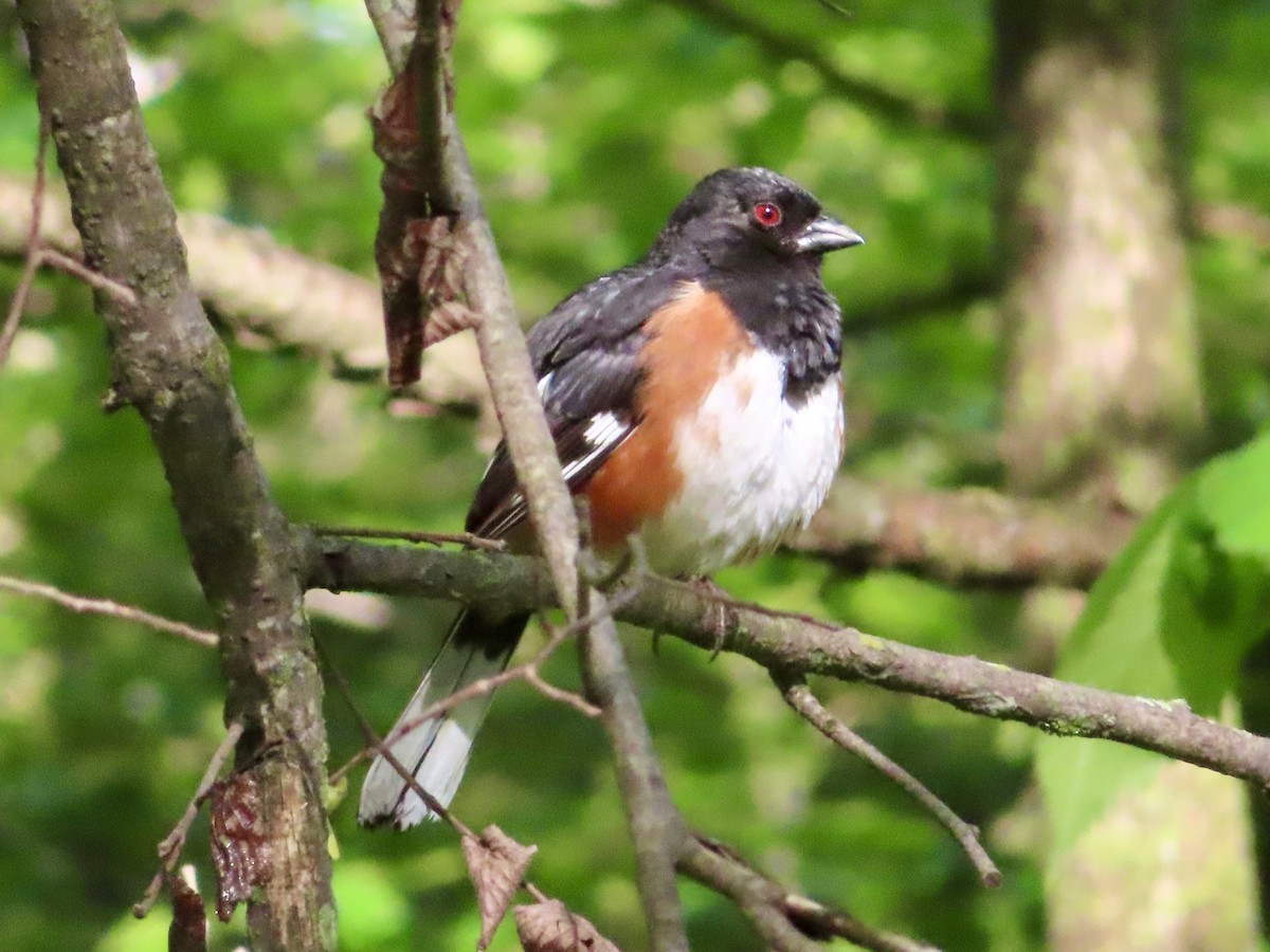 Eastern Towhee - Stacey Valentine