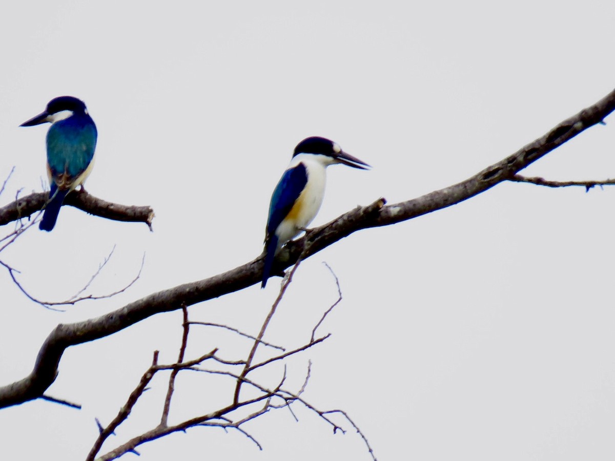 Forest Kingfisher - ML618882114