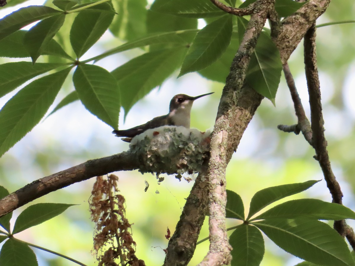Ruby-throated Hummingbird - Stacey Valentine