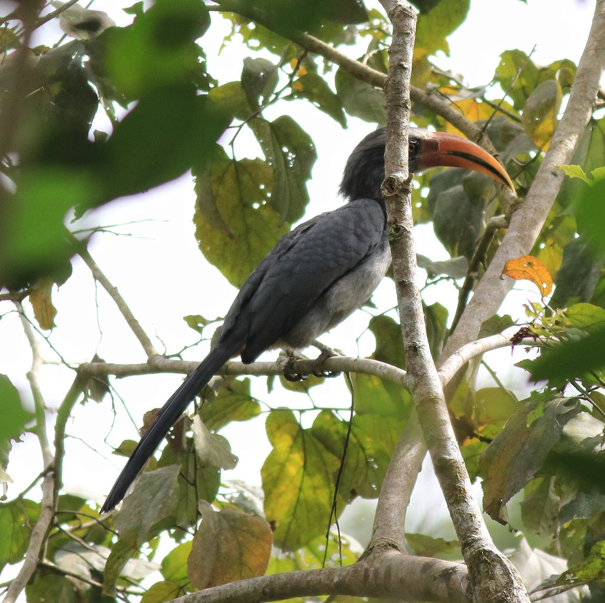 Malabar Gray Hornbill - Afsar Nayakkan