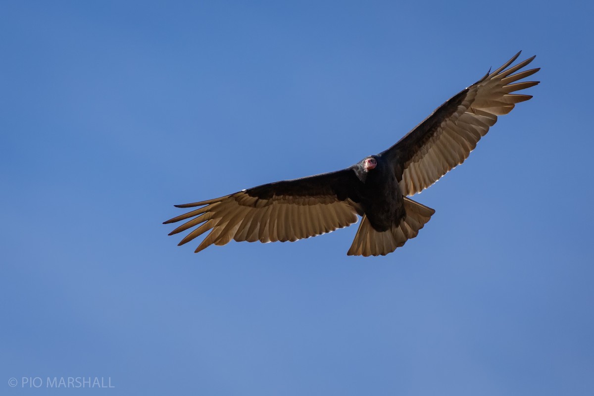 Turkey Vulture - Pio Marshall