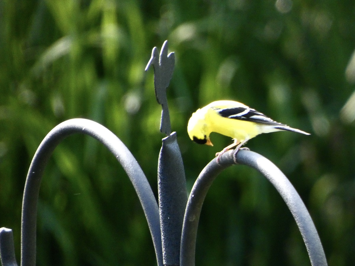 American Goldfinch - Cecelia Dumois