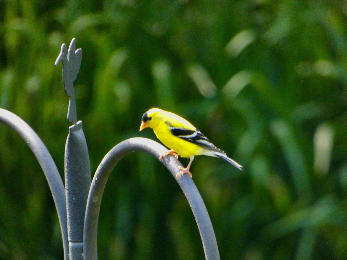 American Goldfinch - Cecelia Dumois