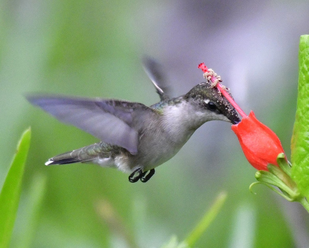 Ruby-throated Hummingbird - ML618882240