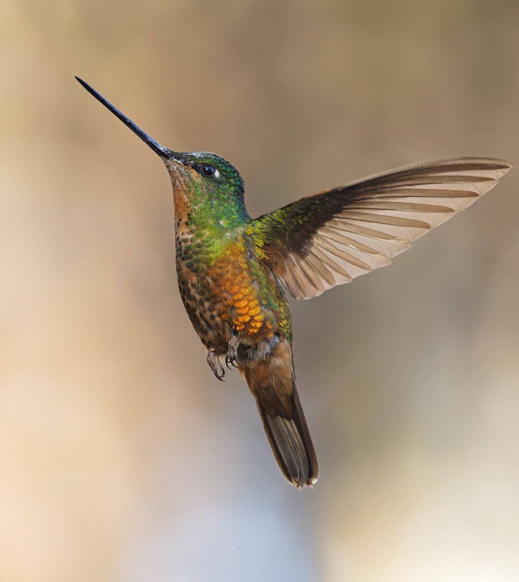 Golden-bellied Starfrontlet - Lars Petersson | My World of Bird Photography
