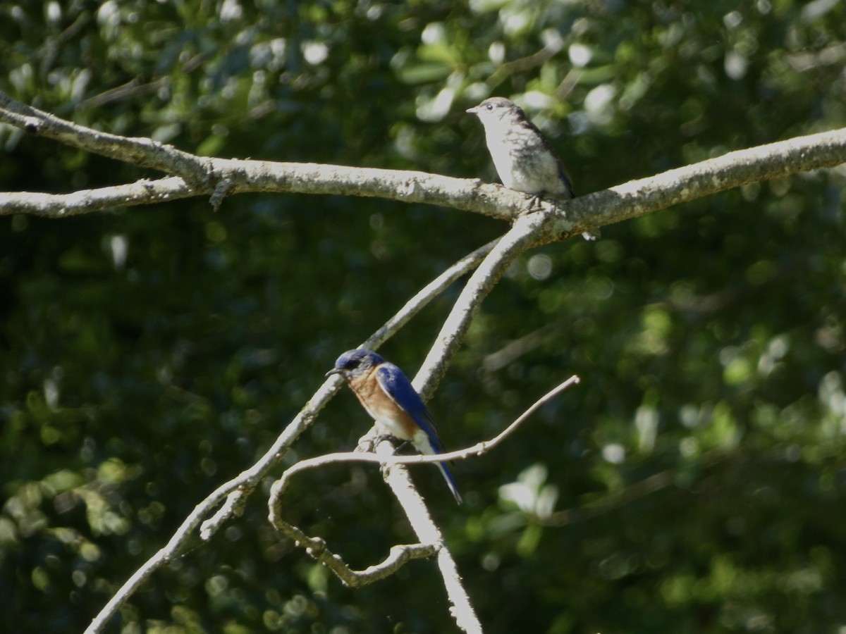 Eastern Bluebird - Cecelia Dumois