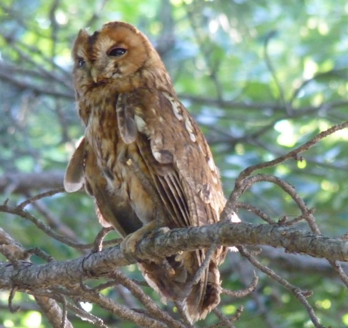Tawny Owl - ML618882280