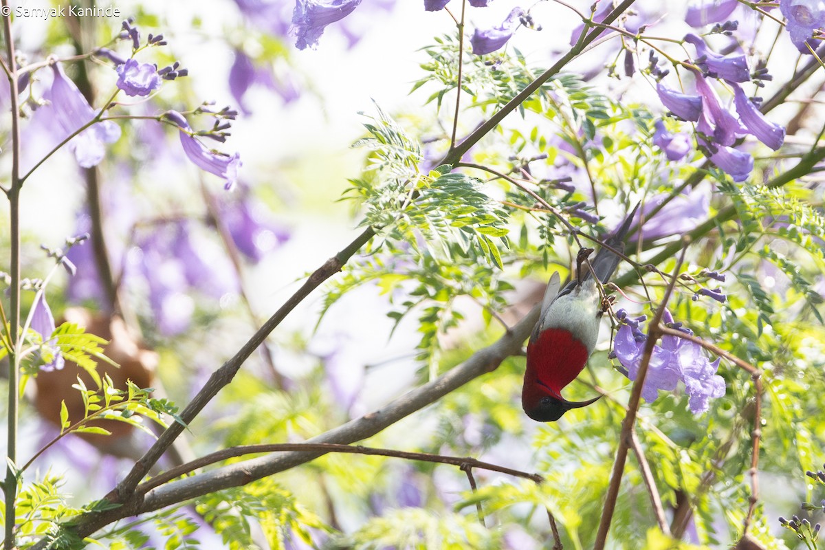 Crimson Sunbird - Samyak Kaninde