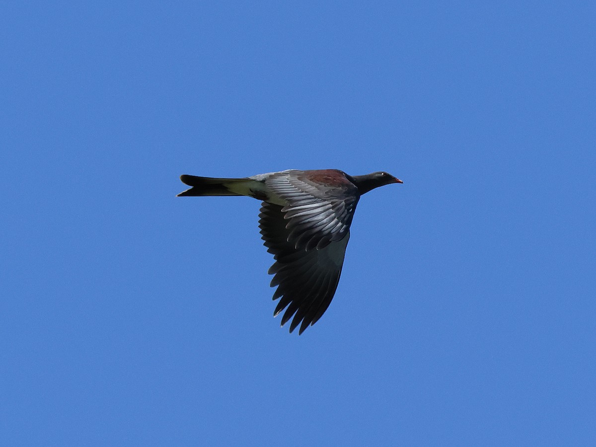New Zealand Pigeon - ML618882307