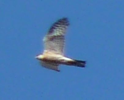 Eurasian Sparrowhawk - ML618882319