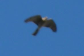 Eurasian Sparrowhawk - ML618882321