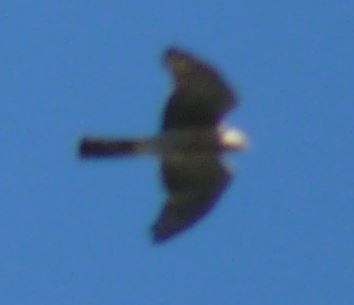 Eurasian Sparrowhawk - ML618882331