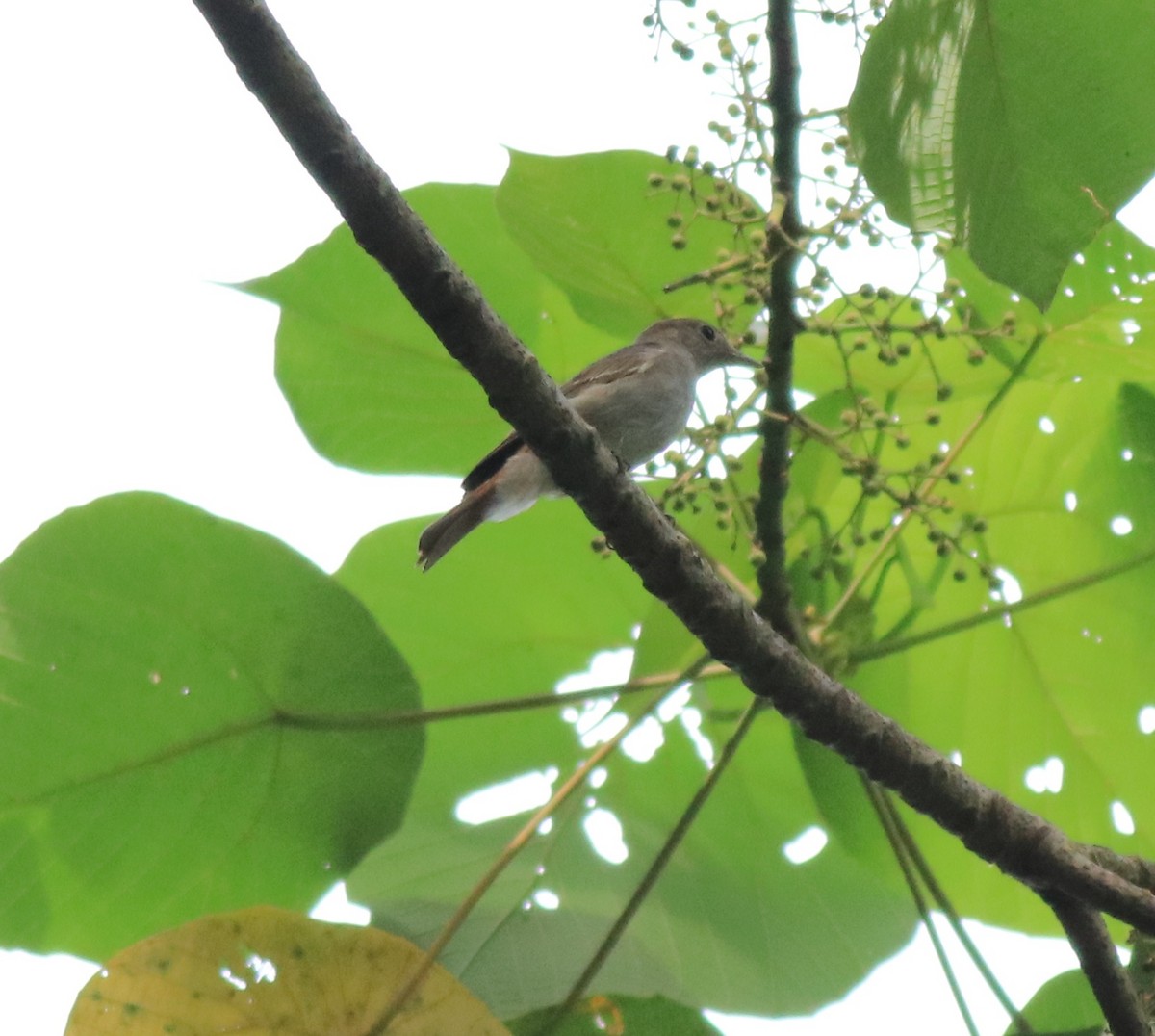 Rusty-tailed Flycatcher - Afsar Nayakkan