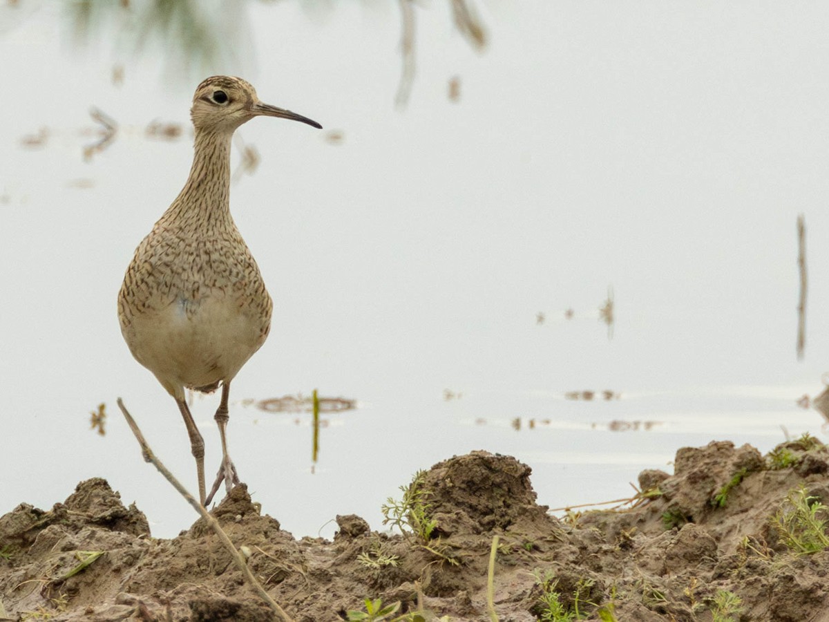 Little Curlew - ML618882423