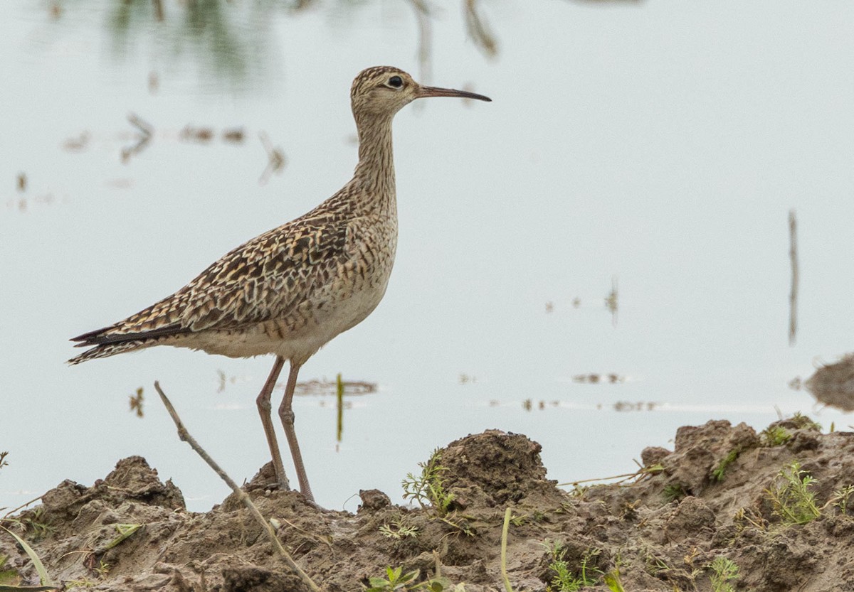 Little Curlew - ML618882424