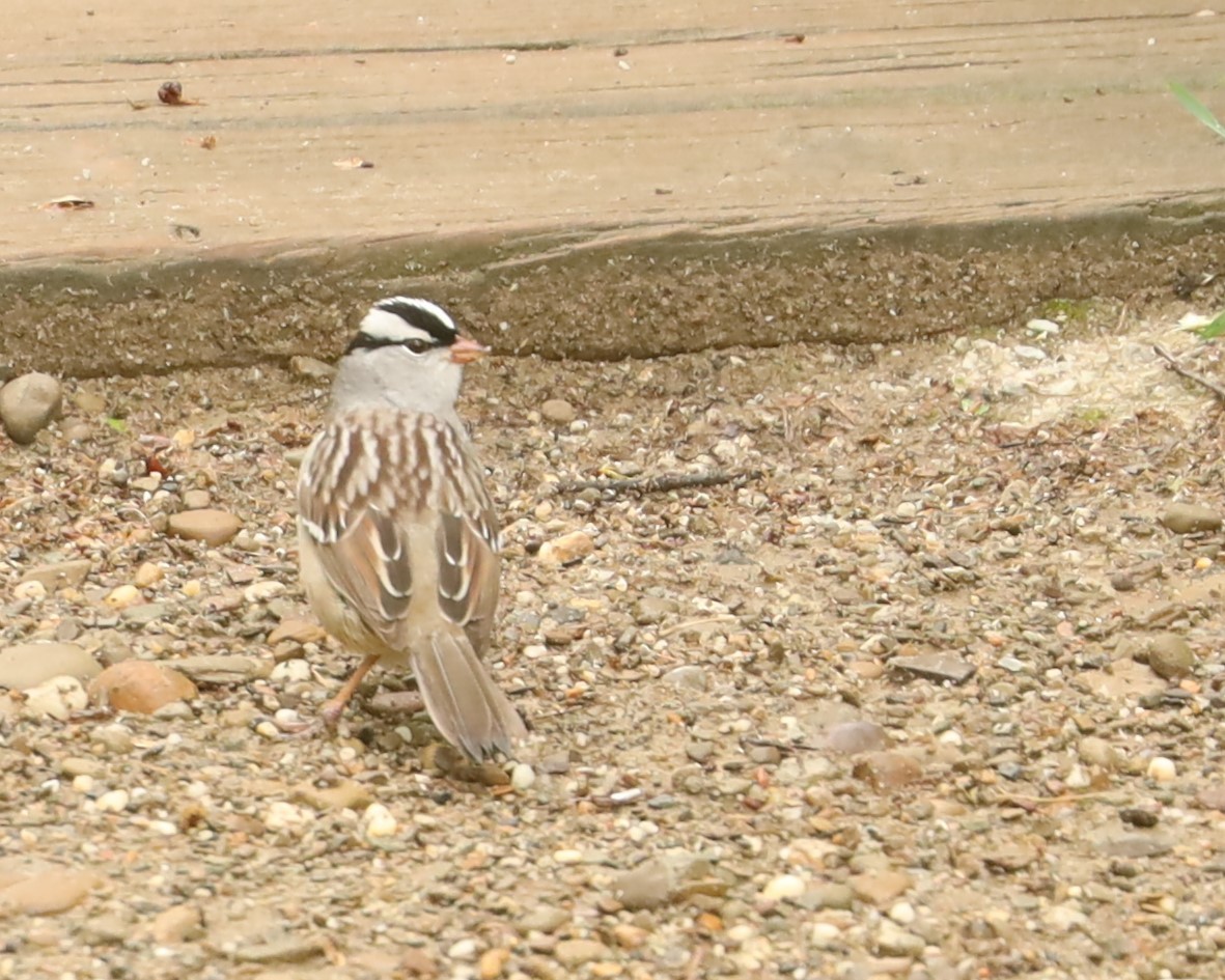 White-crowned Sparrow - John Landis