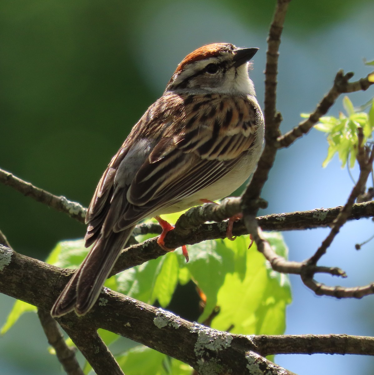 Chipping Sparrow - ML618882440