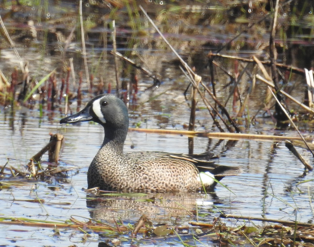 Blue-winged Teal - ML618882450