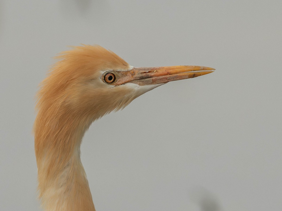 Eastern Cattle Egret - Garret Skead