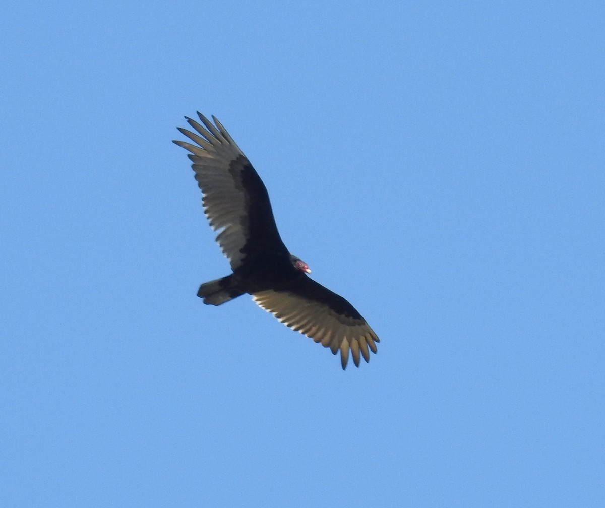 Turkey Vulture - ML618882470