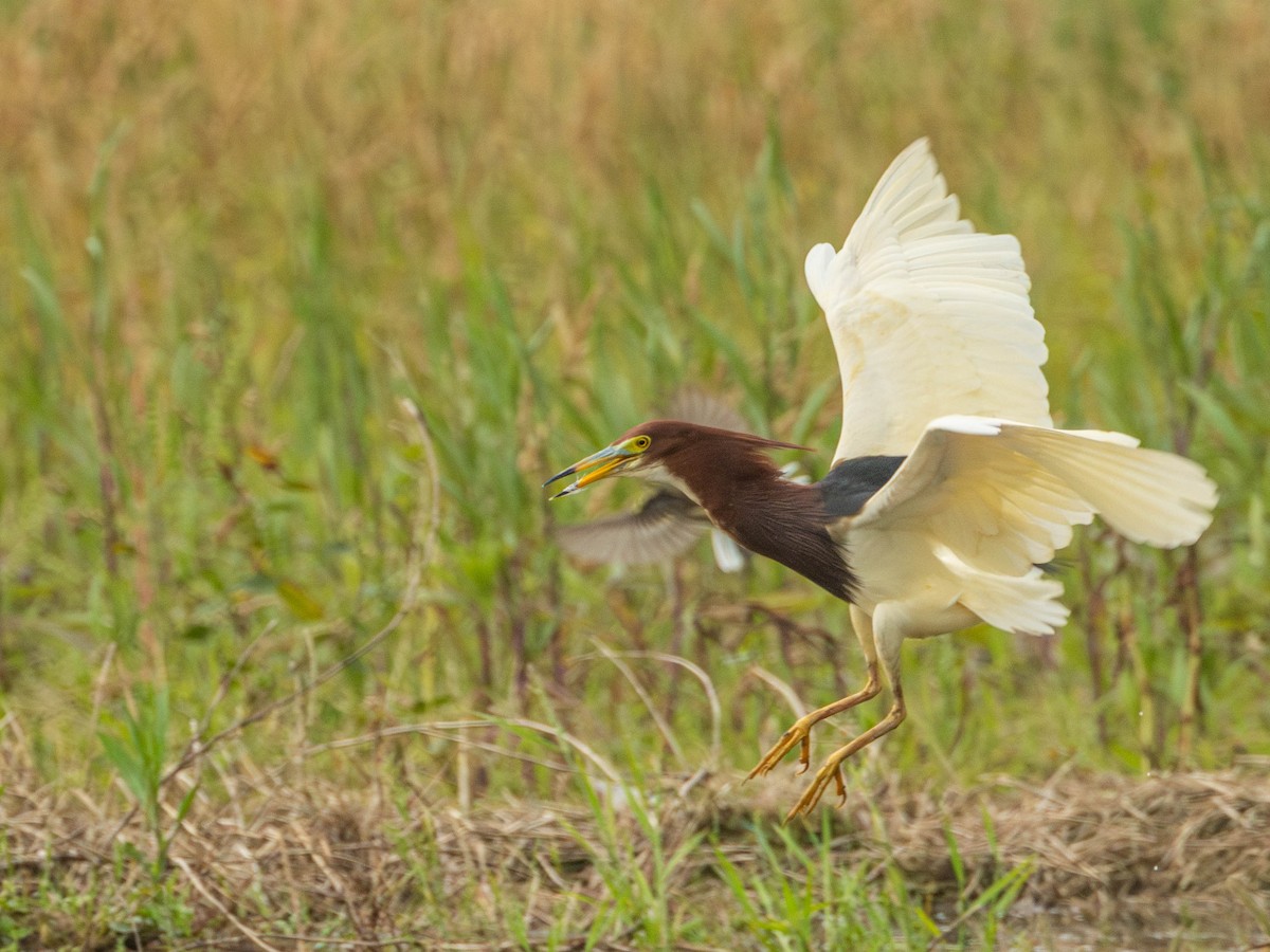 Chinese Pond-Heron - Garret Skead
