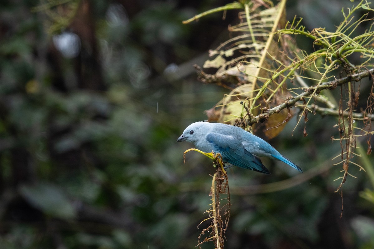 Blue-gray Tanager - ML618882612