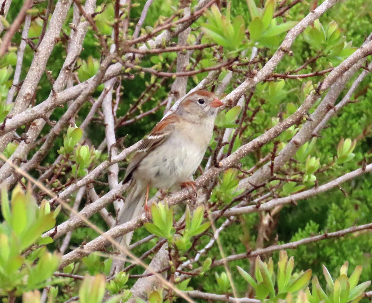 Field Sparrow - JoAnn Potter Riggle 🦤