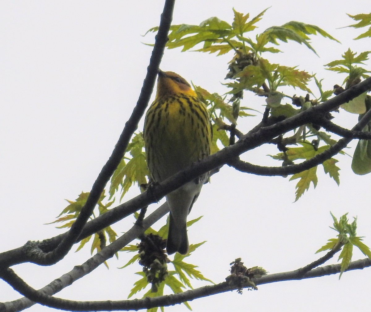 Cape May Warbler - ML618882634