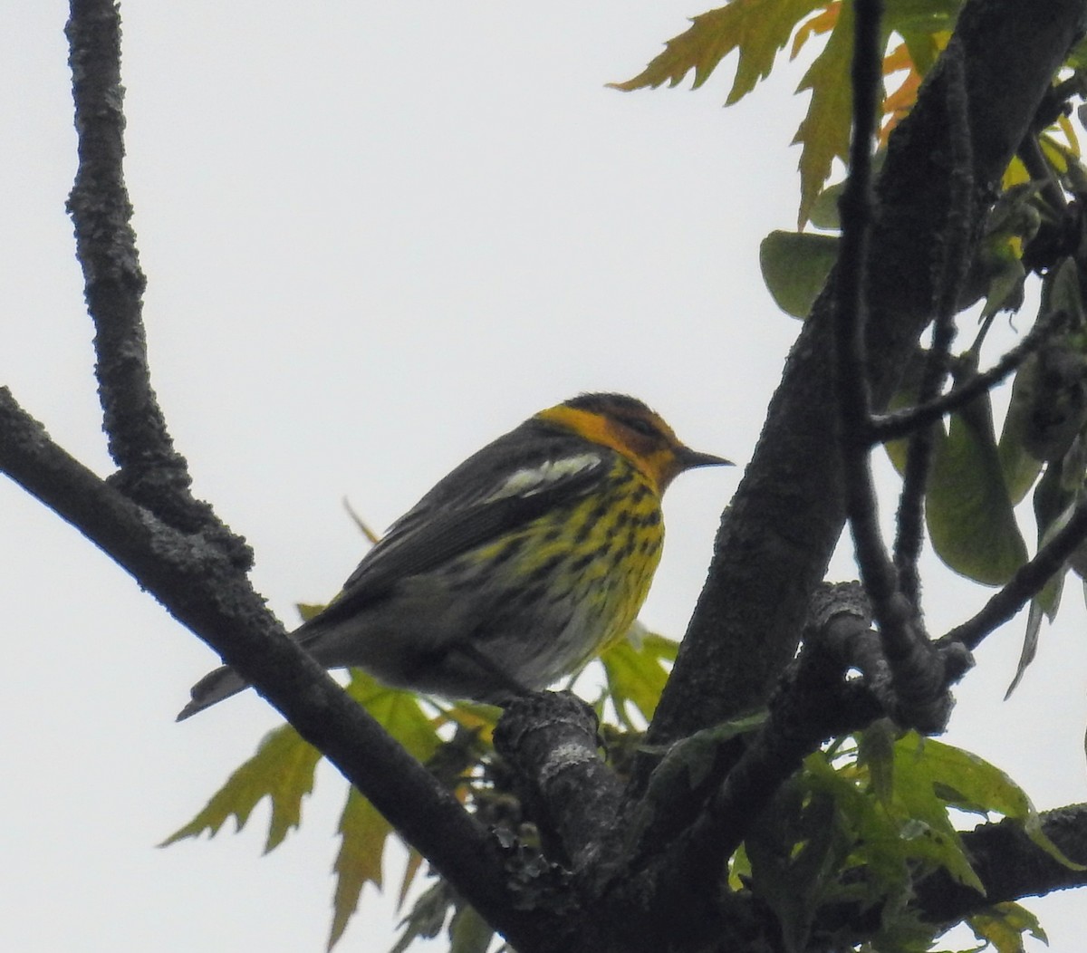 Cape May Warbler - ML618882635