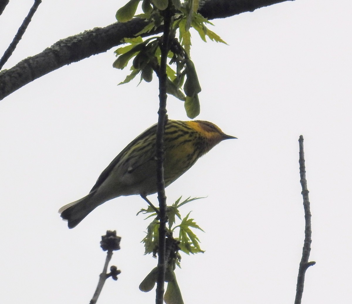 Cape May Warbler - ML618882636