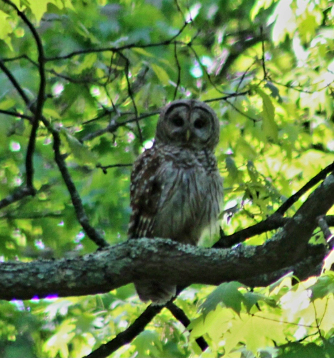 Barred Owl - Darleen Stigall