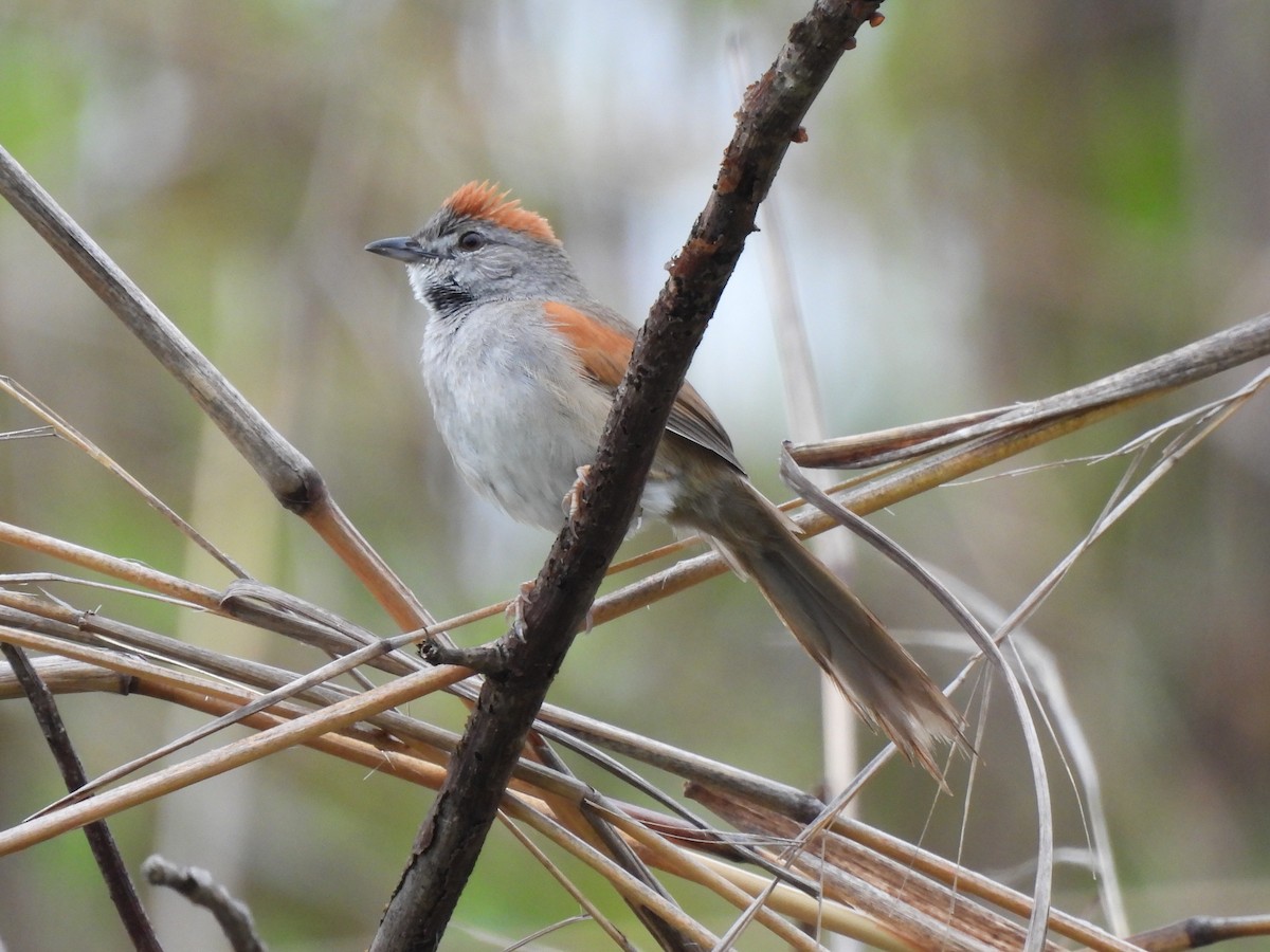 Pale-breasted Spinetail - ML618882653