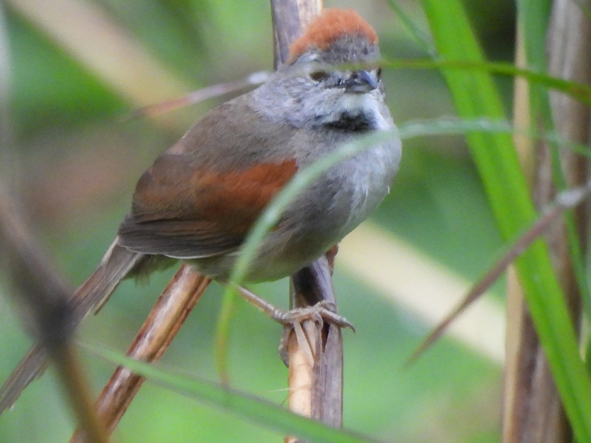 Pale-breasted Spinetail - ML618882654