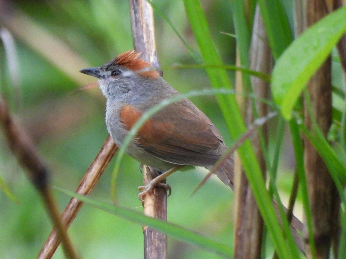 Pale-breasted Spinetail - ML618882655